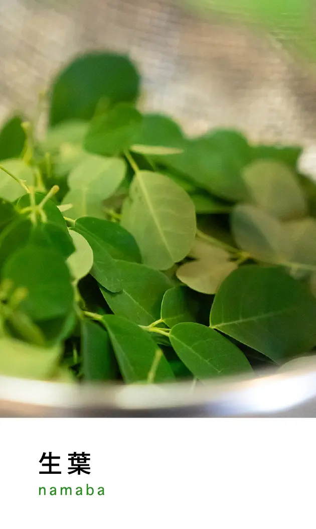 生葉